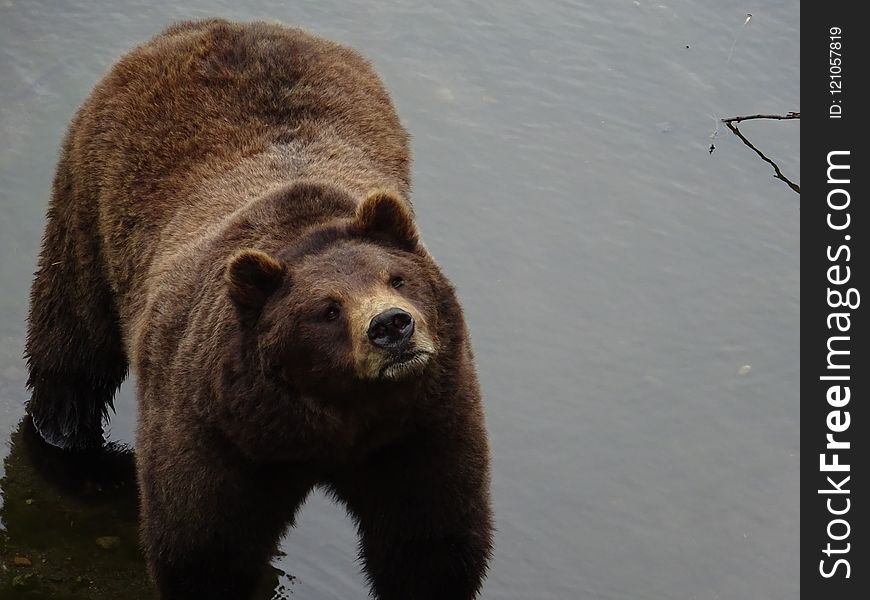 Brown Bear, Grizzly Bear, Mammal, Bear