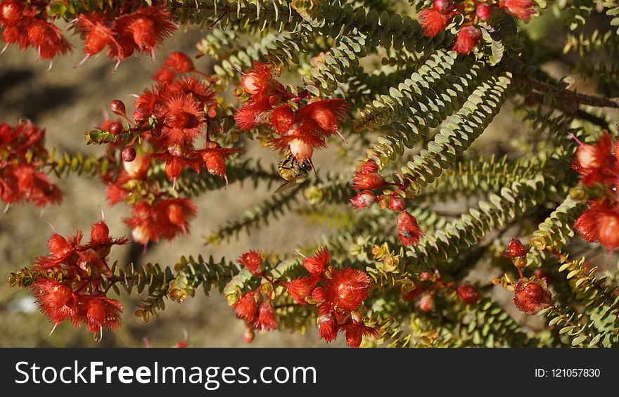 Christmas Decoration, Tree, Spruce, Branch