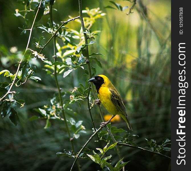 Bird, Fauna, Ecosystem, Beak