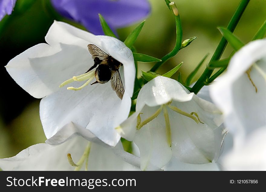 Flower, White, Flora, Bee