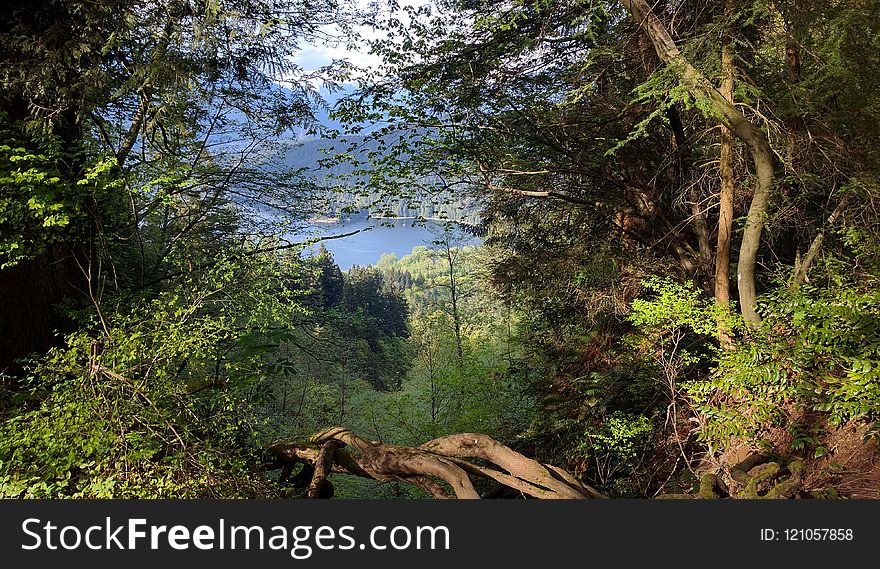 Vegetation, Nature, Nature Reserve, Ecosystem