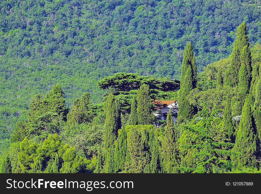 Vegetation, Nature, Ecosystem, Tree