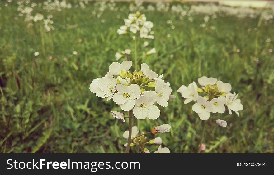 Flower, Flora, Plant, Spring