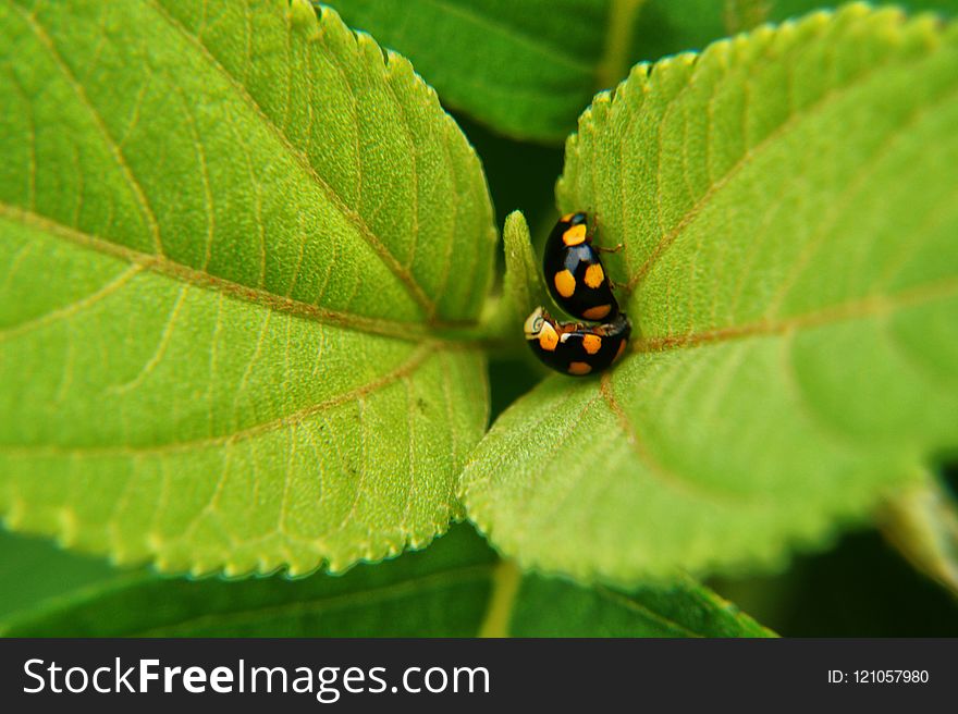 Insect, Macro Photography, Leaf, Organism