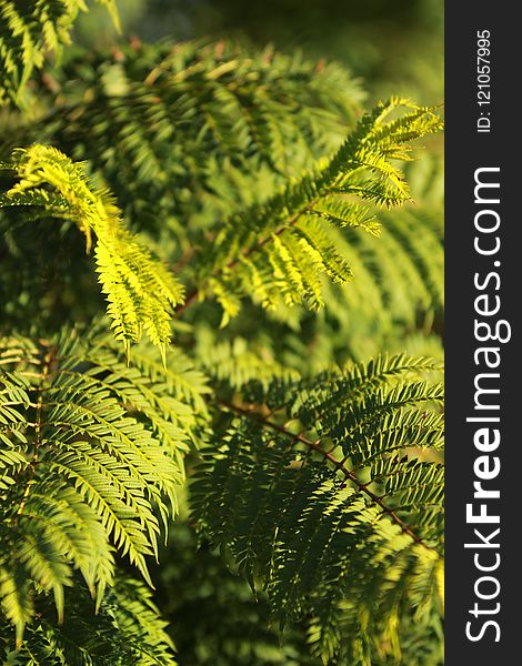 Vegetation, Plant, Ferns And Horsetails, Fern