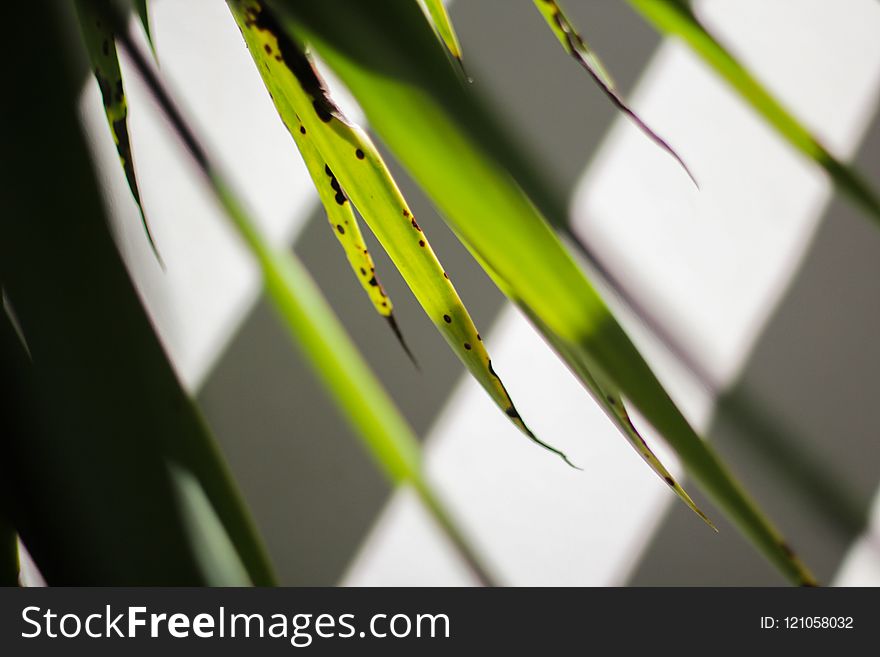 Flora, Plant, Close Up, Grass Family