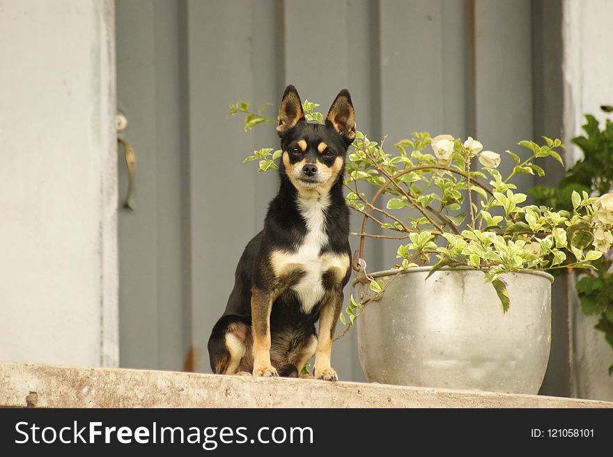 Dog Like Mammal, Dog, Dog Breed, Dog Breed Group