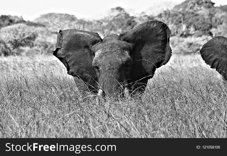 Black And White, Elephants And Mammoths, Wildlife, Mammal