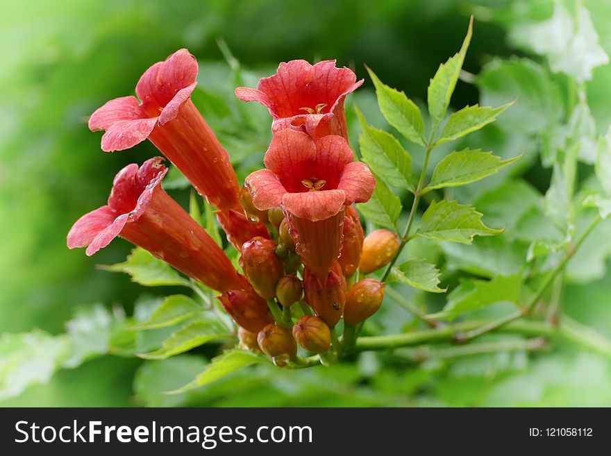 Flower, Flora, Vegetation, Plant