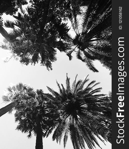 Tree, Black And White, Sky, Monochrome Photography
