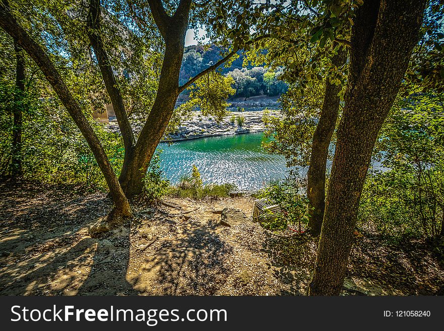 Nature, Water, Tree, Vegetation