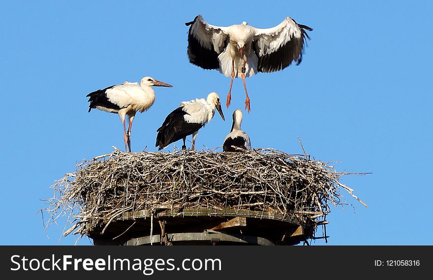 White Stork, Stork, Bird, Ciconiiformes