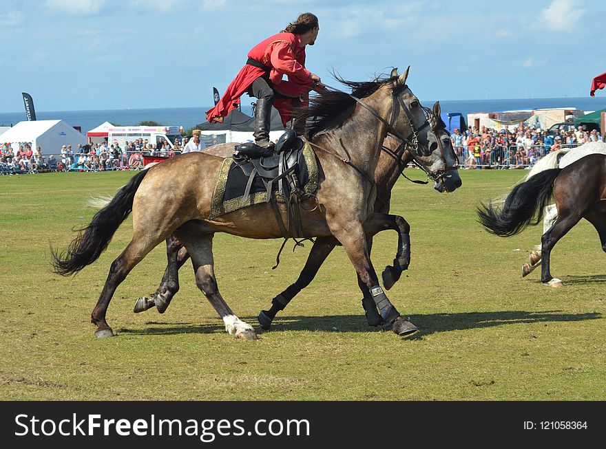 Horse, Endurance Riding, Animal Sports, Horse Like Mammal