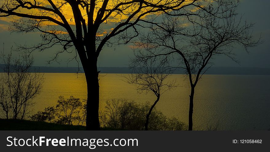 Nature, Sky, Tree, Branch