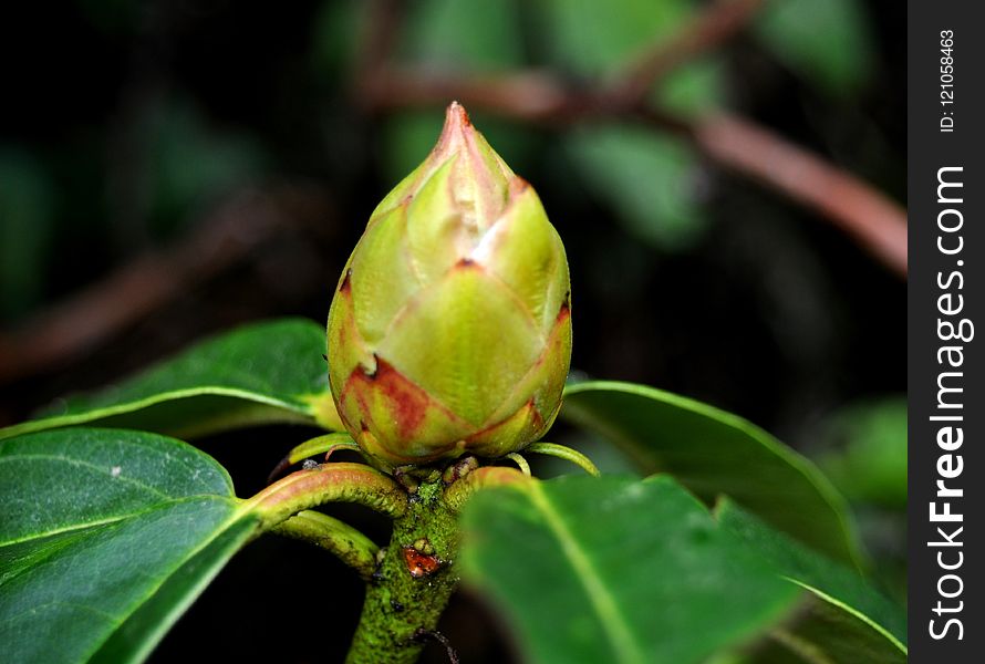 Plant, Vegetation, Bud, Leaf