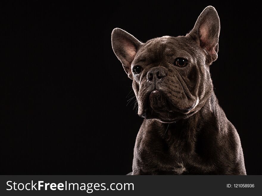 Portrait of Black French Bulldog on black background. Copy space