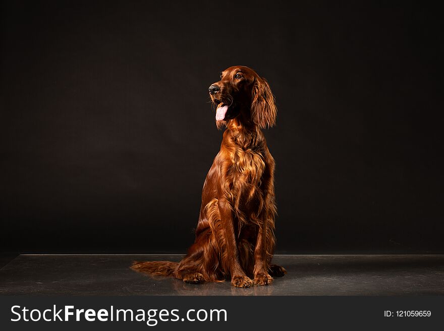 Portrait of red Irish Setter panting on black background .studio shot. Portrait of red Irish Setter panting on black background .studio shot