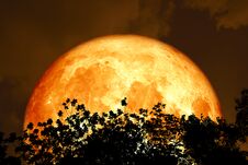Full Blood Moon Back Over Silhouette Top Trees And Colorful Sky Royalty Free Stock Photo