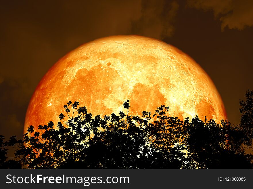 full blood moon back over silhouette top trees and colorful sky