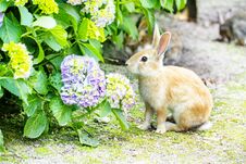 Cute Bunny Rabbit With Hydrangea In The Garden. Royalty Free Stock Images