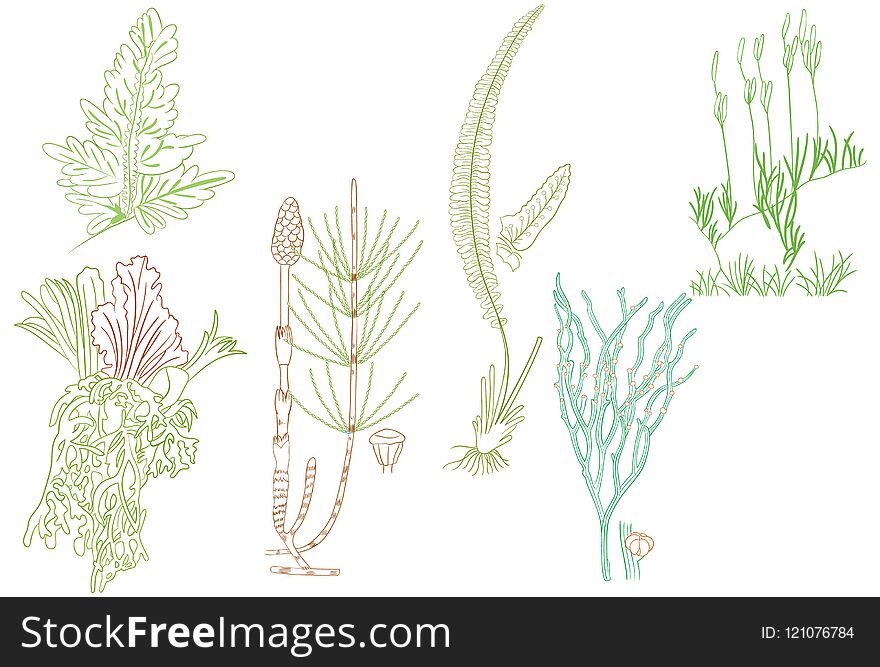 Outline of Horse Tail and Fern as graphic design element and background, clothes and stationery pattern, coloring book, education purpose book, video, presentation etc. Available on EPS 10 and high resolution JPEG.