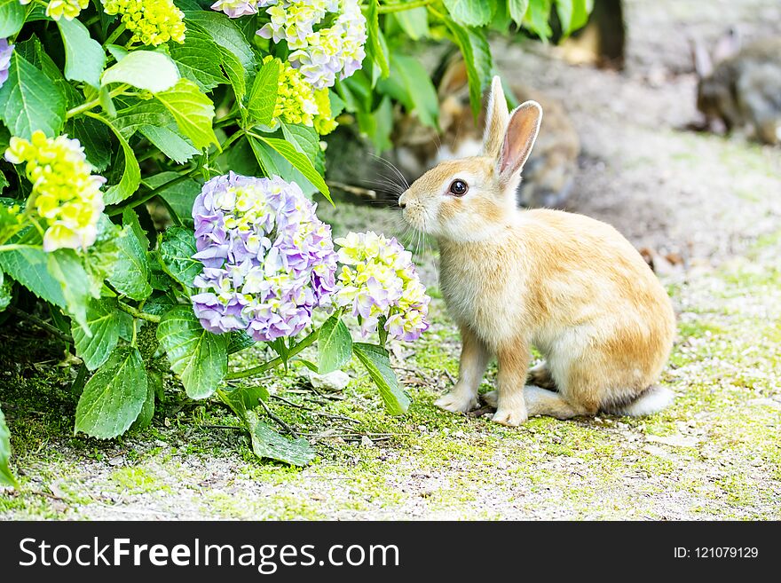 Cute bunny rabbit playing on sand with hydrangea in the garden. close up. Cute bunny rabbit playing on sand with hydrangea in the garden. close up.