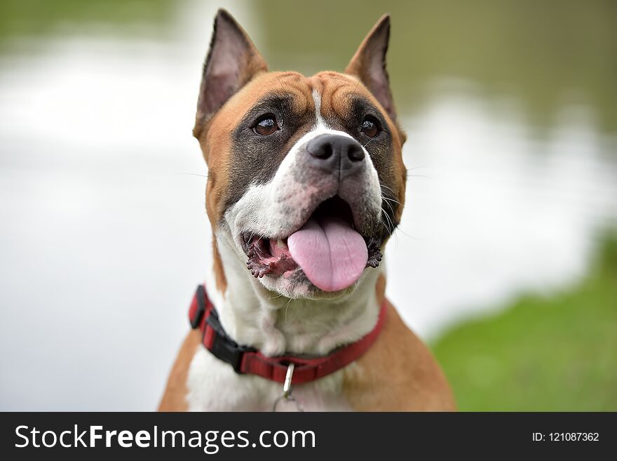 American Staffordshire Terrier outdoor portrait