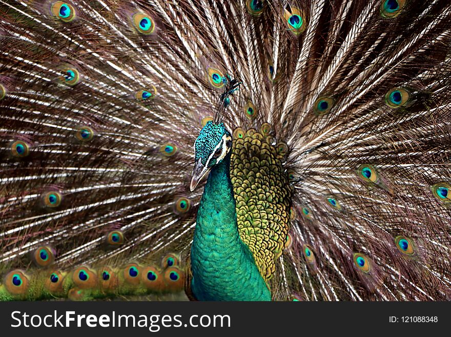 Indian peafowl or Blue peafowl include three species of birds in the genera Pavo and Afropavo of the Phasianidae family.