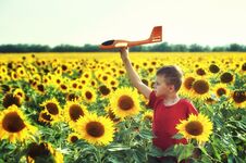 The Boy Plays With A Model Plane In The Field With Sunflowers . Stock Images