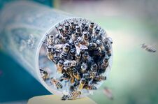 Bee Colony While Feeding On A Pipe Hanging To The Entrance Of The Hive Stock Image Bee Colony While Feeding On A Pipe Hanging To The Entrance Of The Hive Stock Image