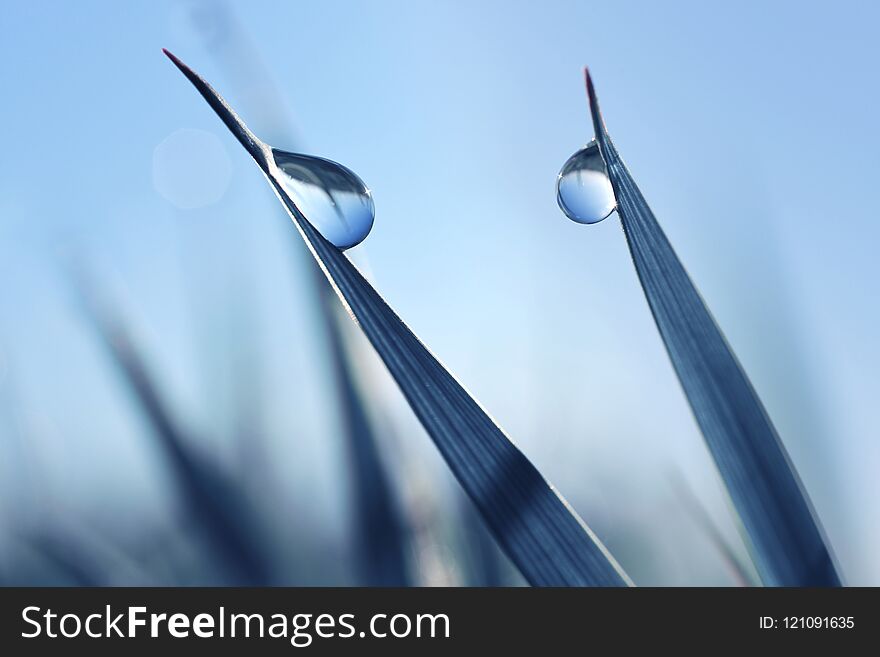 Beautiful Large Transparent Drops Of Water Dew On Grass Close Up.