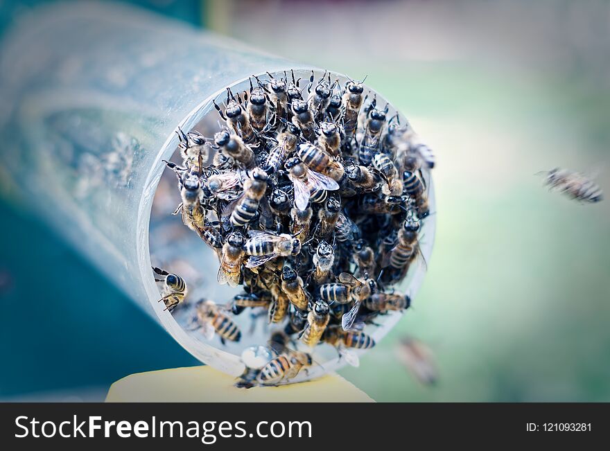 Bee colony while feeding on a pipe hanging to the entrance of the hive
