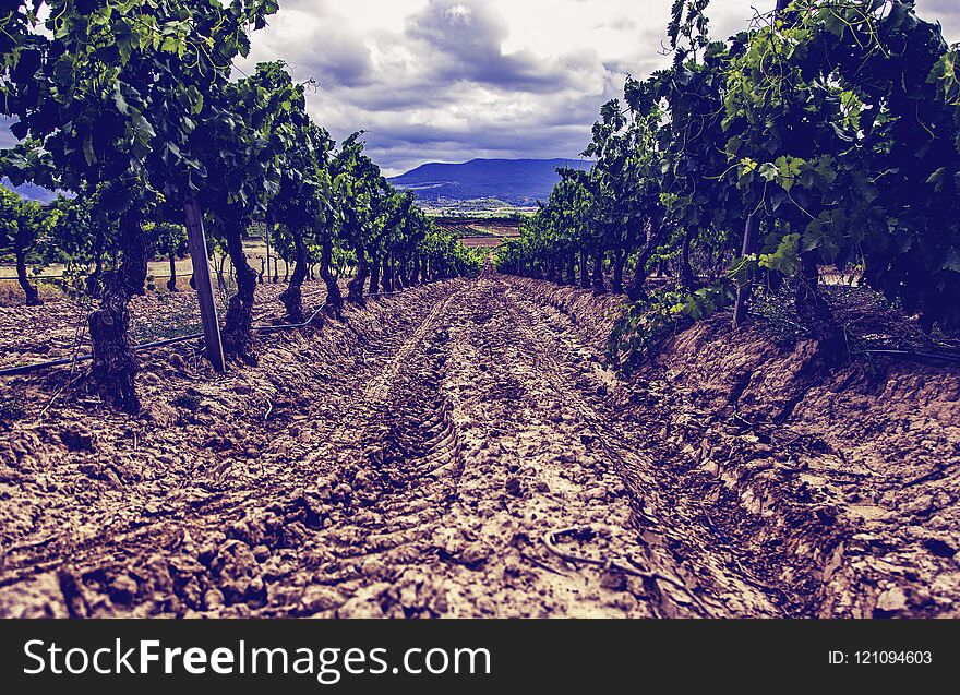 Field of vineyards to make wine, detail of ecological cultivation, wine and grape. Field of vineyards to make wine, detail of ecological cultivation, wine and grape