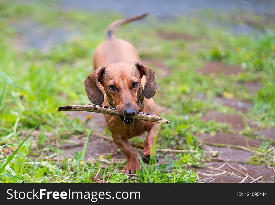 Dachshund is running in the park with toy.