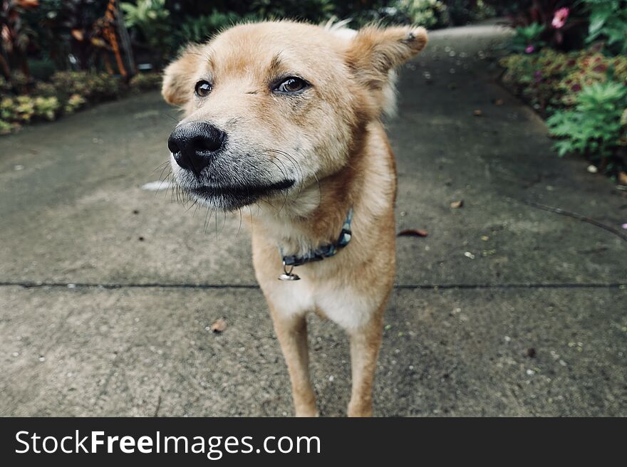 Domestic dog, Chance, sniffing the camera with his perfect cold, wet, big, black nose and eye sparkle.