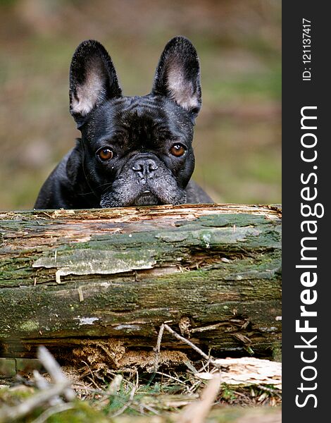French Bulldog behind a log in the wood. French Bulldog behind a log in the wood