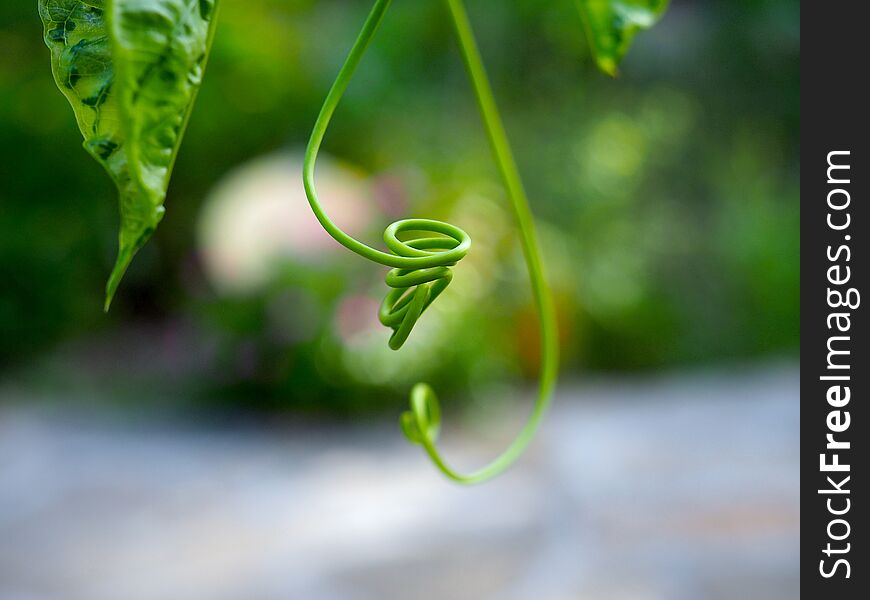 A close up of an small spiral shaped vine with a blurred background Leu Gardens in Orlando, Florida. A close up of an small spiral shaped vine with a blurred background Leu Gardens in Orlando, Florida.