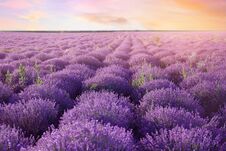 Beautiful Blooming Lavender In Field Royalty Free Stock Photos
