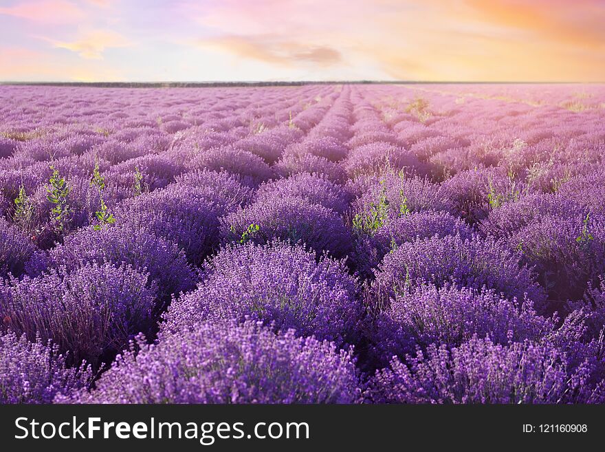 Beautiful blooming lavender in field on summer day