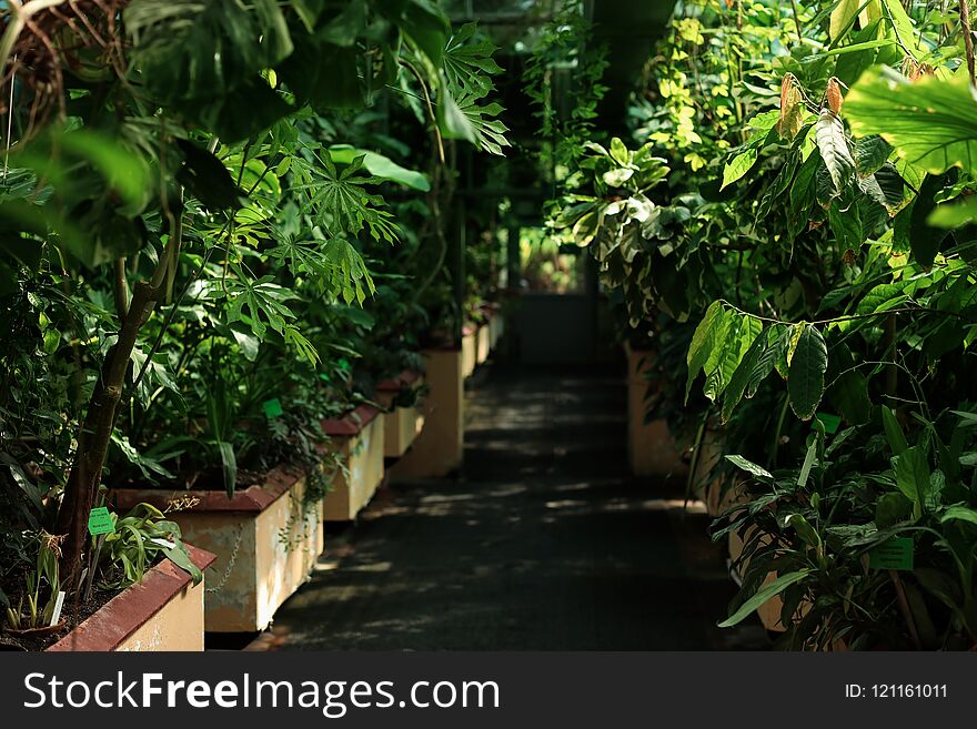 Different plants with lush foliage in greenhouse