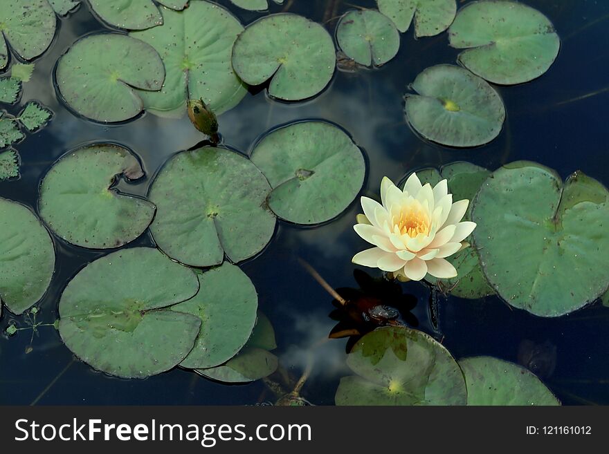 Beautiful blooming waterlily and leaves