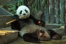Panda Bear Eating Bamboo Leaf. Royalty Free Stock Photos