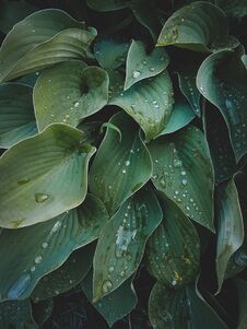 Tropical Leaves Close-up, Greenhouse, Atmospheric Background, Se Royalty Free Stock Images Tropical Leaves Close-up, Greenhouse, Atmospheric Background, Se Royalty Free Stock Images