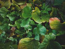 Tropical Leaves Close-up, Greenhouse, Atmospheric Background, Se Stock Photo