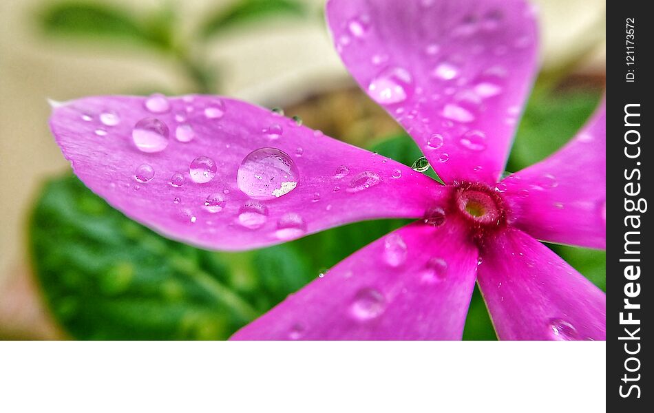 A beautiful pink madagascar periwinkle rose with water drops, Sada suhagan flower stock image, Vinca flower. A beautiful pink madagascar periwinkle rose with water drops, Sada suhagan flower stock image, Vinca flower.