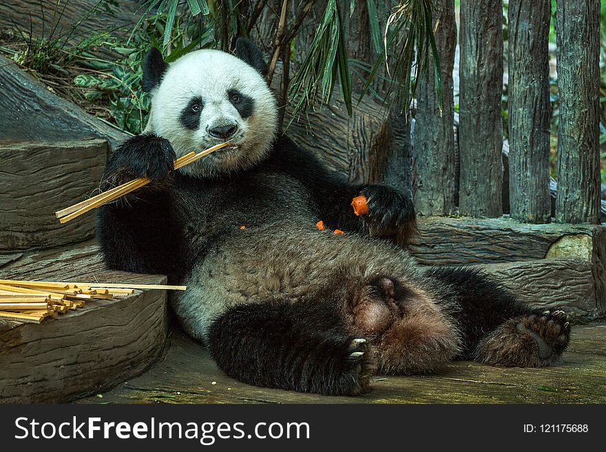 Giant panda bear eating bamboo leaf.