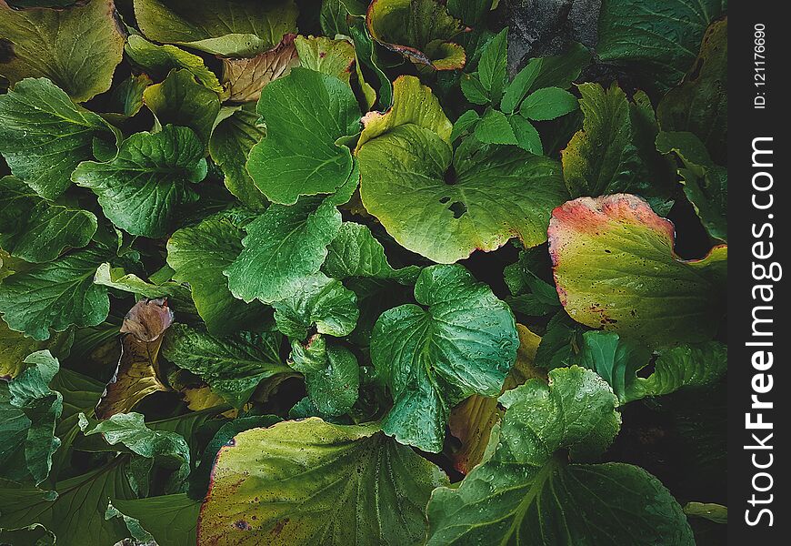 Tropical leaves close-up, Greenhouse, Atmospheric background, Se