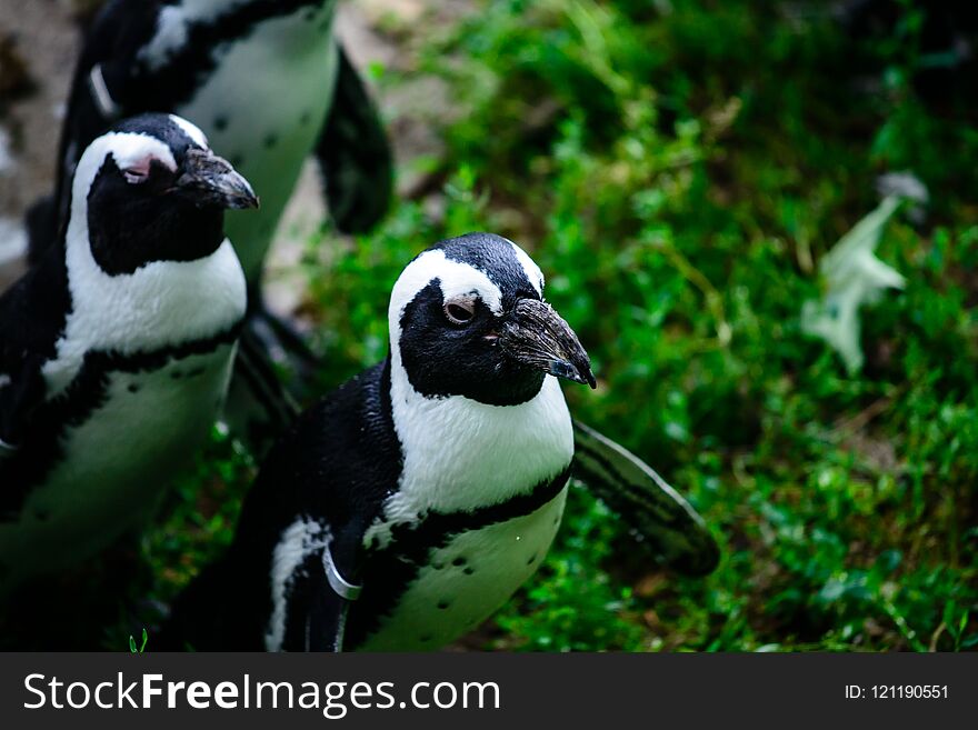 Flock Of Penguins Close-up