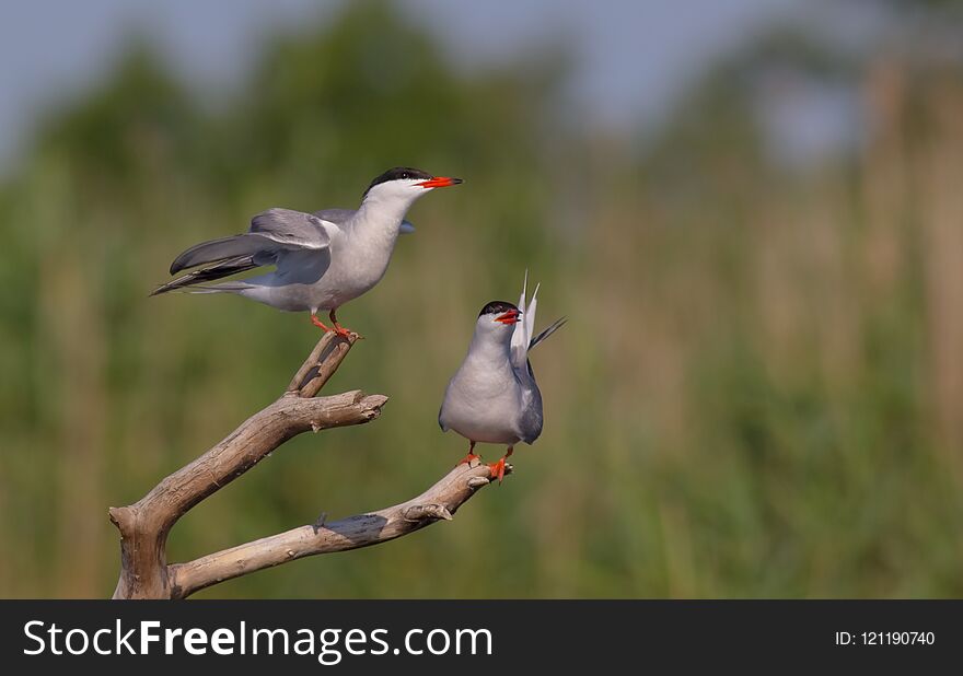 Common Tern - Sterna hirundo - pair near the nest at the wetland, Vilnius county, Lithuania