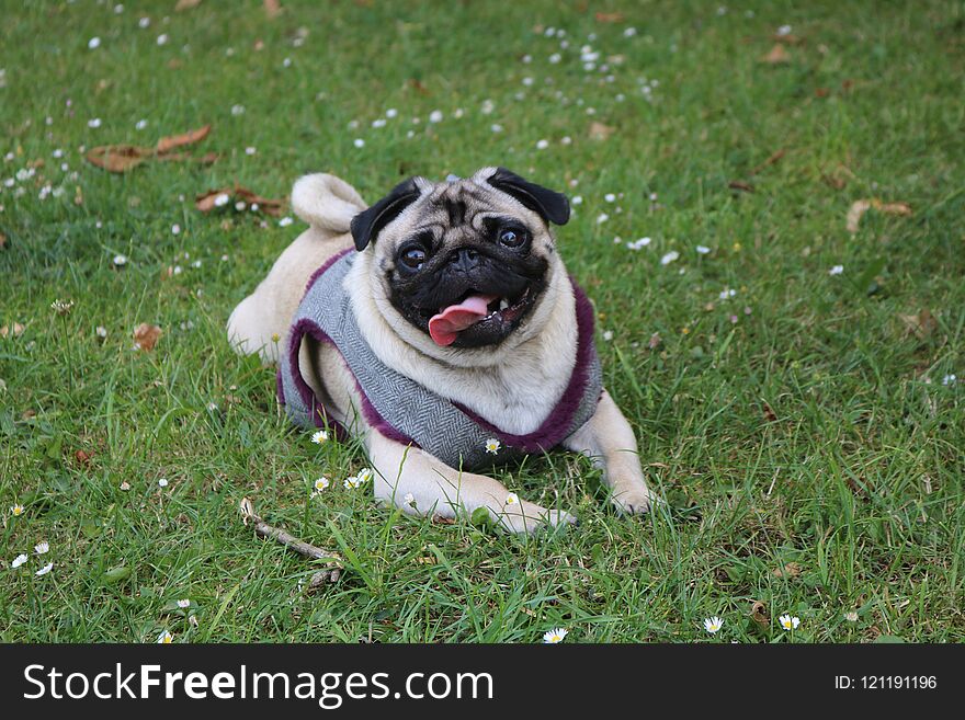 Pug dog resting after a run round the park